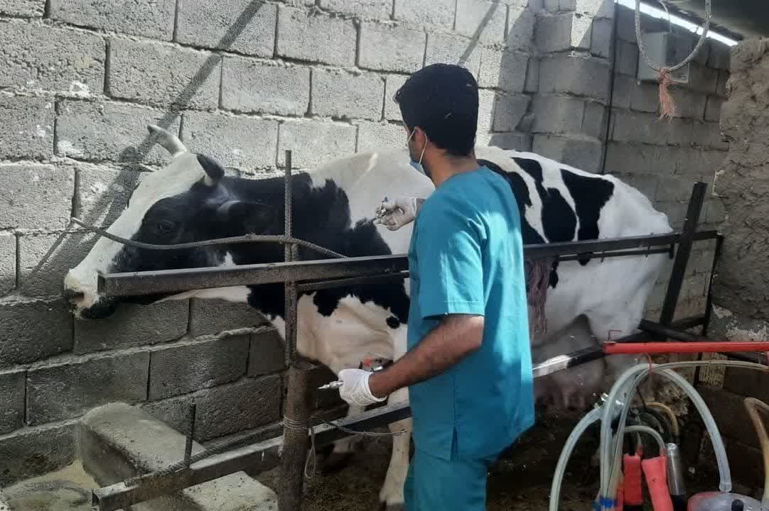 تامبن ۶ میلیون دوز واکسن برای مقابله با سویه‌ جدید تب برفکی