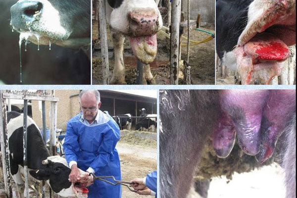 تب برفکی و زمستان دامداری‌ها