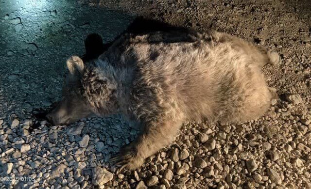 تصادف مرگبار یک خرس قهوه‌ای ماده در جاده‌های شهرستان سرچهان/ عکس