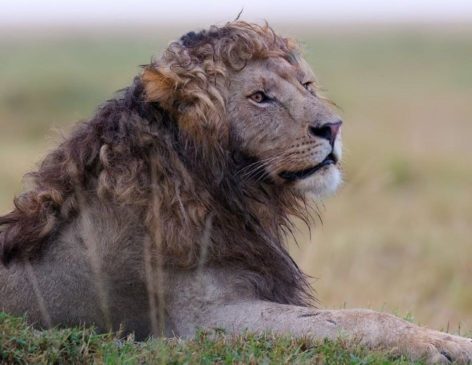 تصویر خاص از یک شیر نر با یال‌های فِر/ سوژه روز حیات وحش در فضای مجازی – تسنیم