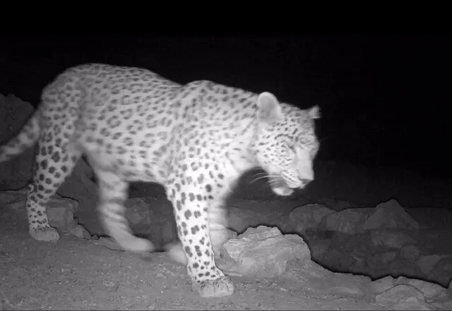 ثبت تصویر پلنگ ایرانی برای نخستین‌بار در پارک ملی قطرویه + فیلم