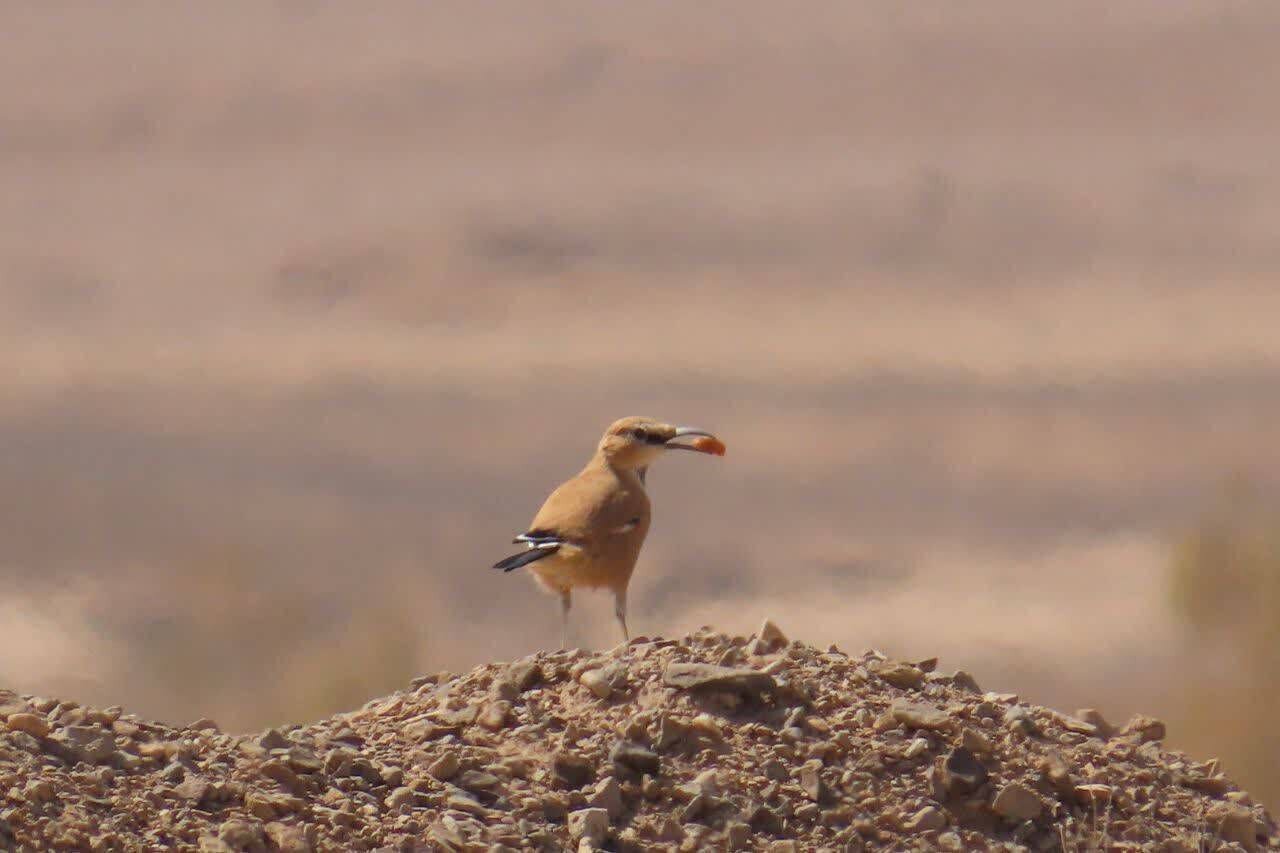 ثبت تصویری از زاغ بور برای اولین‌بار