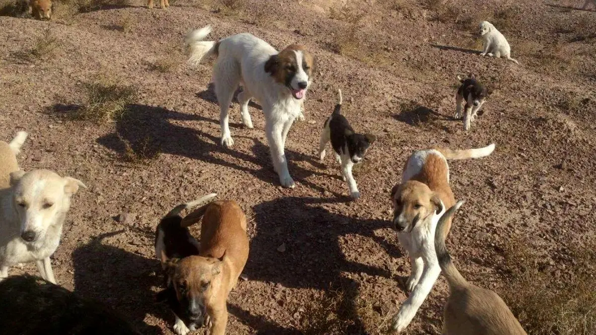 جمع‌آوری روزی ۳۰ سگ ولگرد در تهران