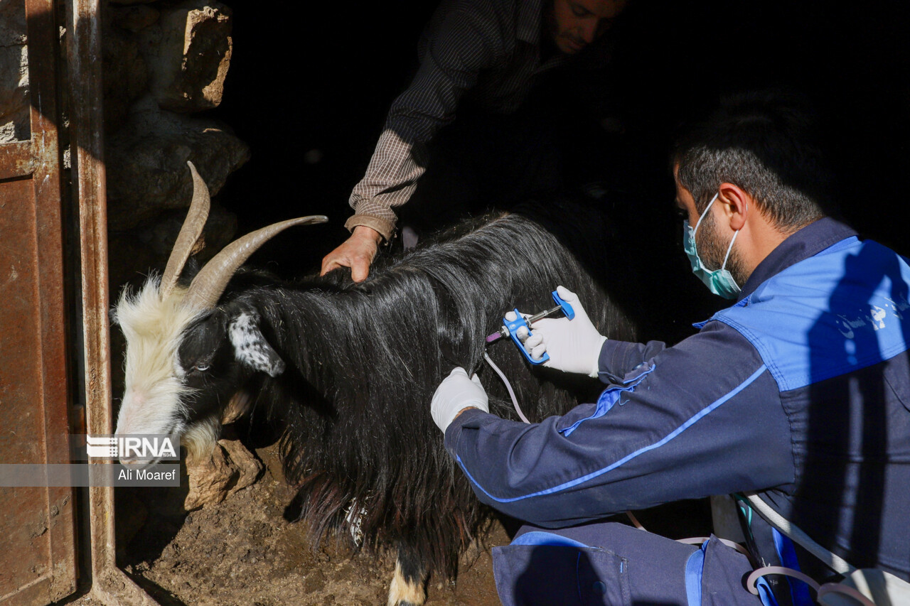 جهان ۹۹ درصد ویروس و میکروب دامی را برای بیوتروریسم دارد