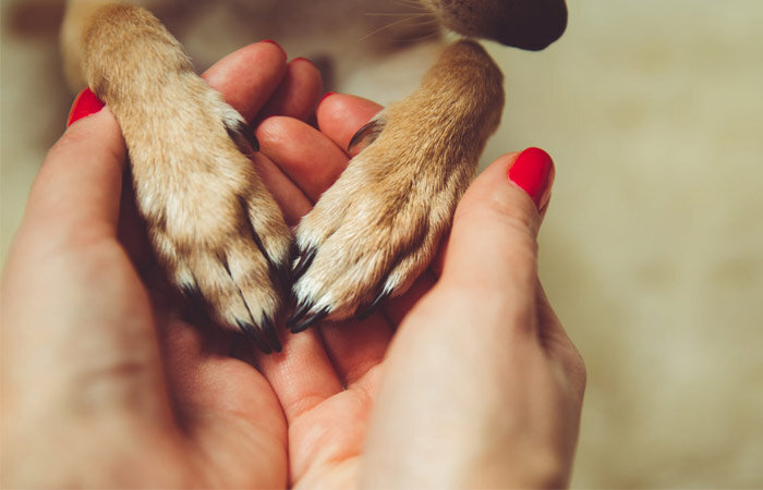 حقوق حیوانات برابر انسان؟ از گاوپرستی تا سگ‌دوستی در ایران/ نداشتن حیوان خانگی به‌مثابه عقب‌ماندگی/ اقدام و حکم موثر یک قاضی