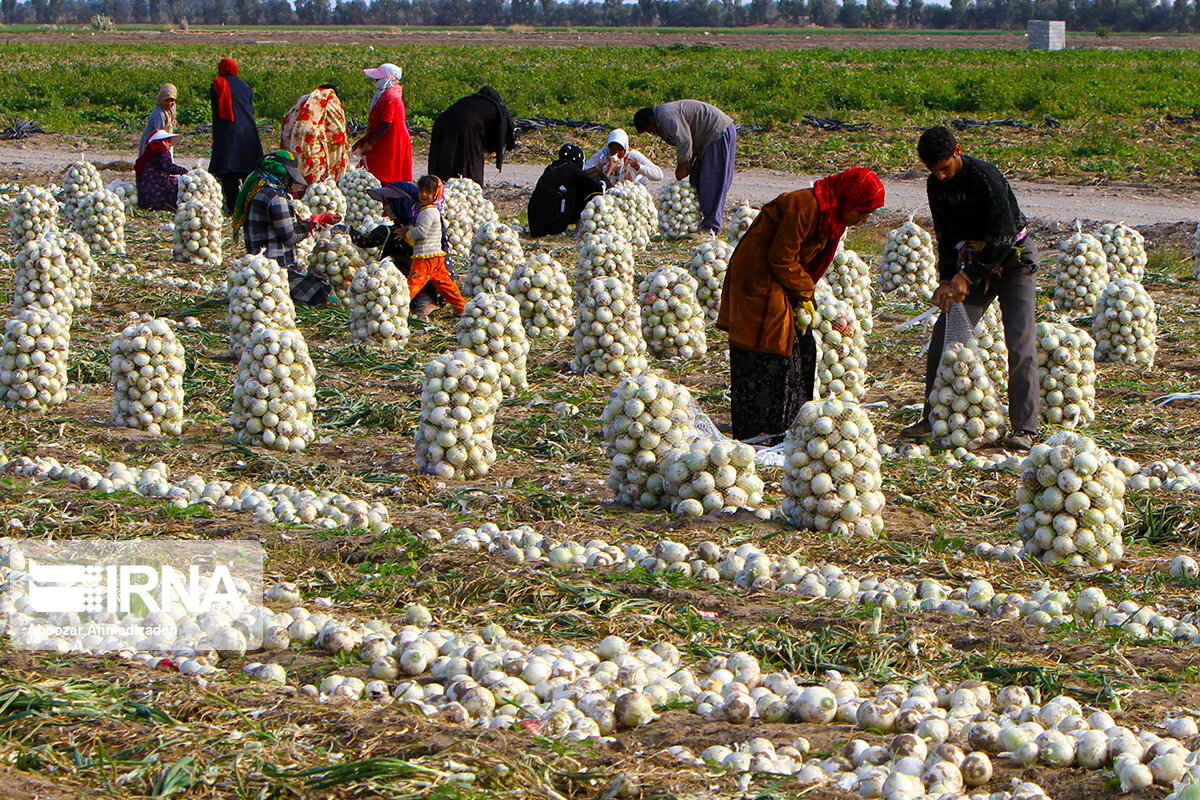 خرید حمایتی پیاز و پرداخت ۷۳ درصد مطالبات کشاورزان