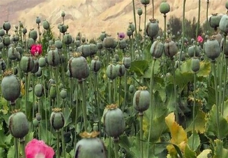 خشخاشِ وزارت بهداشت یا شقایقِ ستاد مبارزه با مواد مخدر؛ کدام کِشت میشود؟ – تسنیم خشخاشِ وزارت بهداشت یا شقایقِ ستاد مبارزه با مواد مخدر؛ کدام کِشت میشود؟ – تسنیم