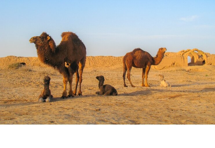 دستور قضایی؛ فرصت ۳ روزه برای جمع‌آوری شترها صادر شد/ ماجرا چیست؟