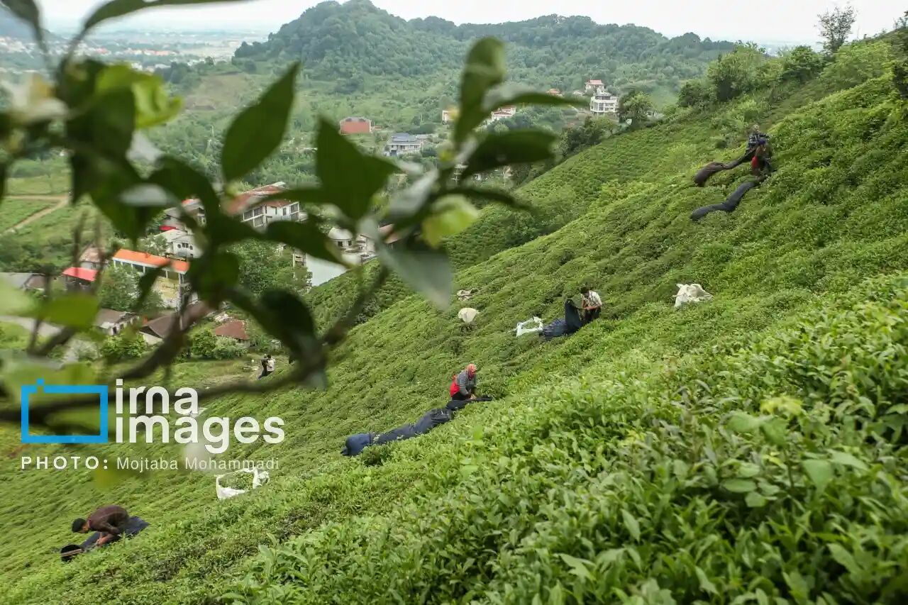 دولت ۹۰ درصد مطالبات چایکاران را پرداخت