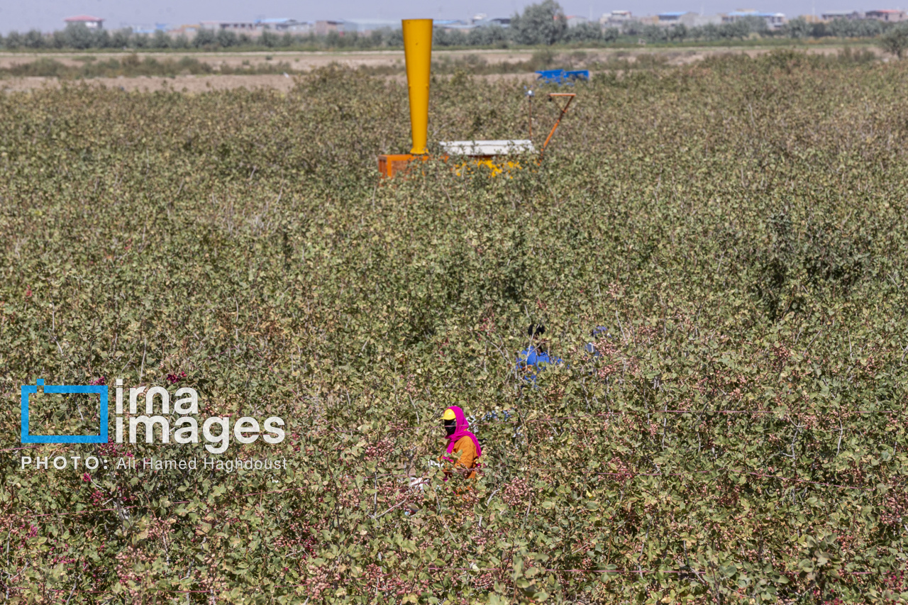 رشد ۳۲ درصدی صادرات محصولات کشاورزی در سال گذشته