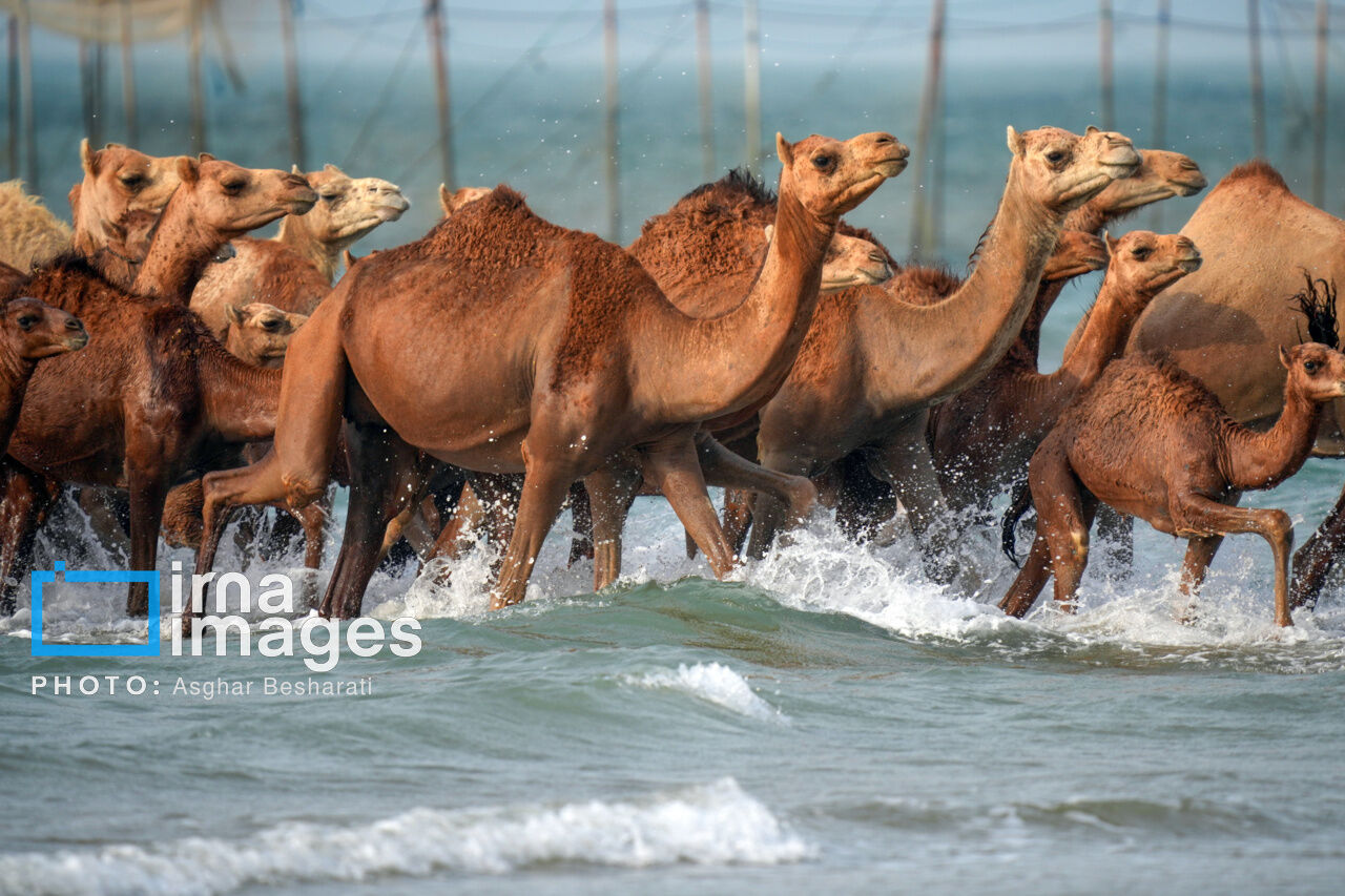 شترداری صنعتی، کلید خودکفایی گوشت قرمز در روزگار کم آبی شترداری صنعتی، کلید خودکفایی گوشت قرمز در روزگار کم آبی