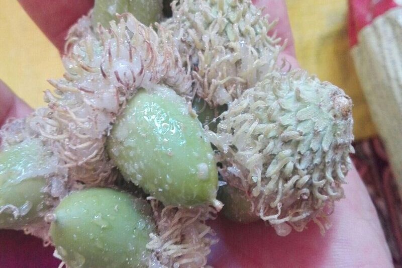 «شوکه»؛ شوکران جنگل بلوط