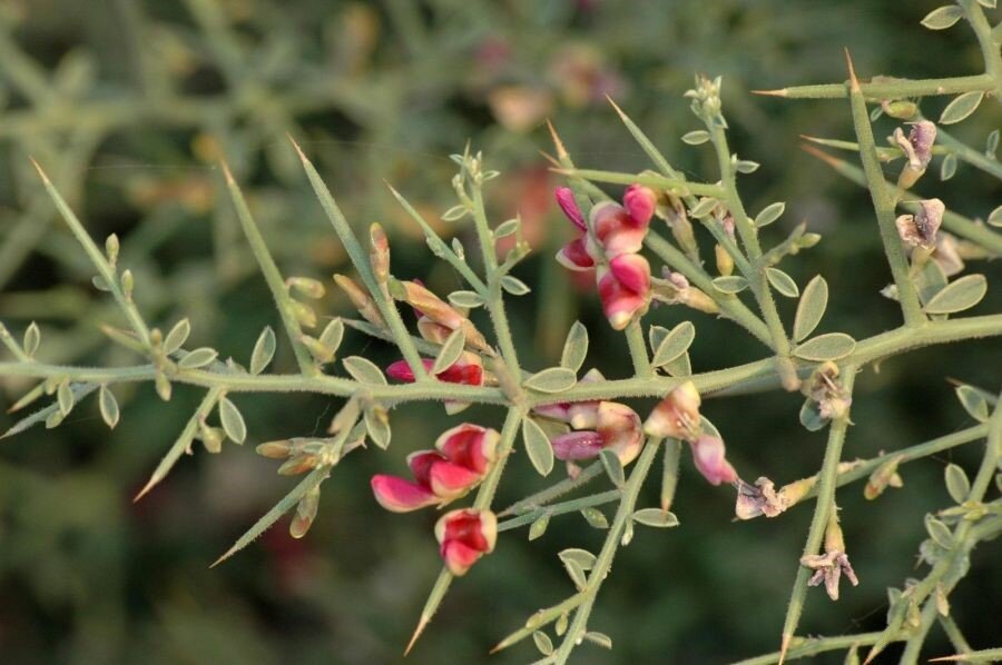 عرق خارشتر چه خواصی برای بدن دارد؟