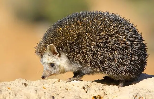 عصبانیت ناگهانی یک جوجه‌تیغی! واکنش تند موجود خاردار به بوی دل‌انگیز سیب!+فیلم