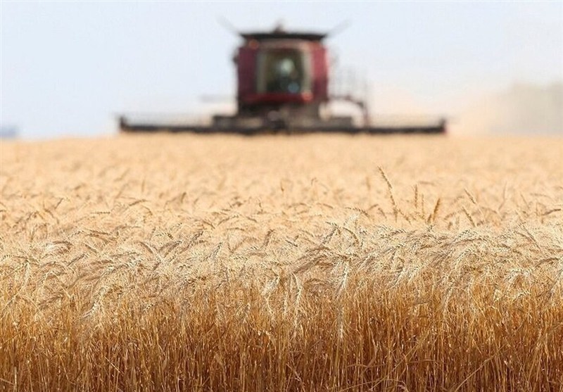 عملکرد گندم و جو دیم 2 برابر شد – تسنیم