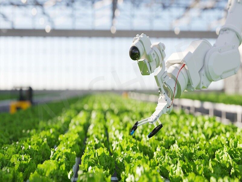 فعالیت ۸۰۰ شرکت دانش‌بنیان در حوزه غذا و کشاورزی