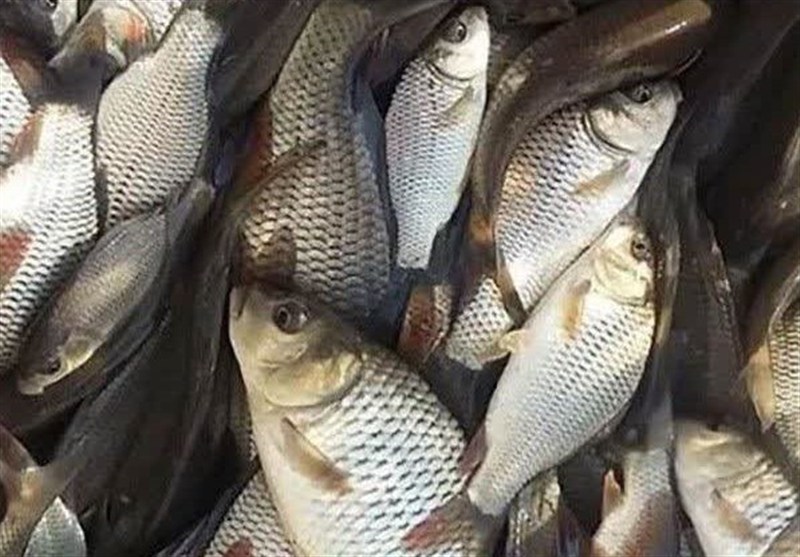 قیمت انواع ماهی در میادین و بازارهای میوه و تره بار اعلام شد – تسنیم قیمت انواع ماهی در میادین و بازارهای میوه و تره بار اعلام شد – تسنیم