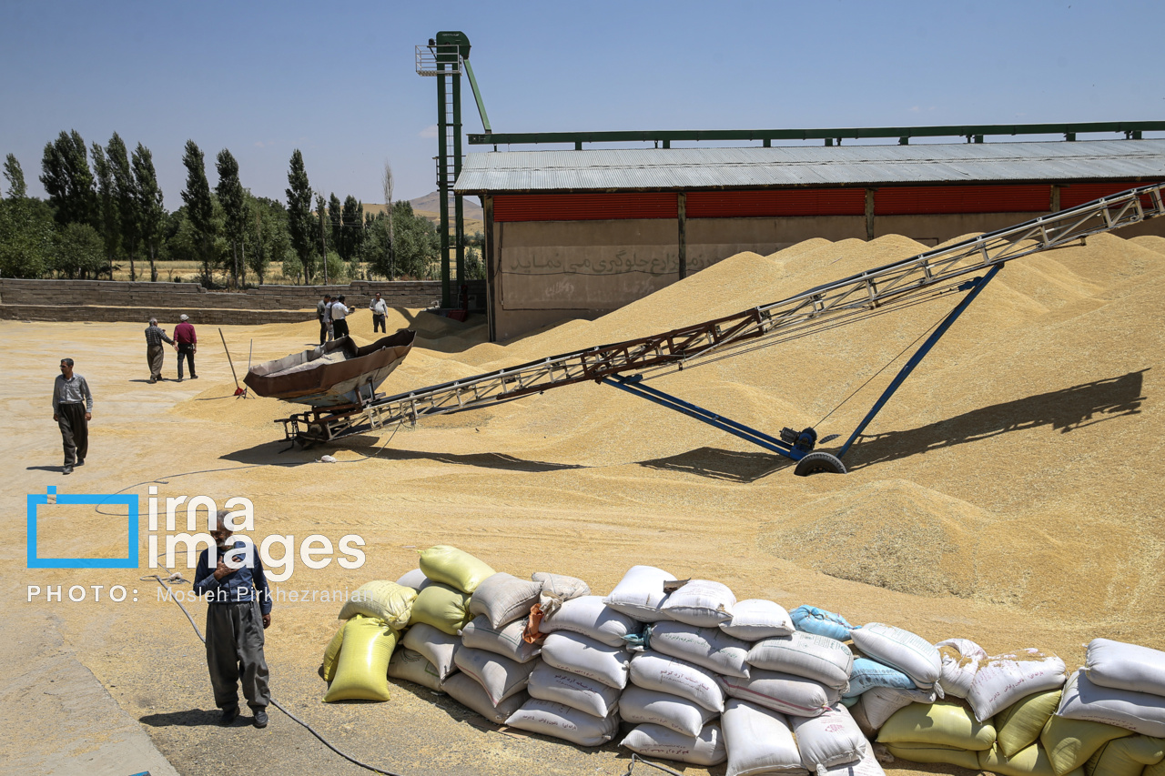قیمت خرید تضمینی گندم برای سال زراعی ۱۴۰۴-۱۴۰۵ اعلام شد