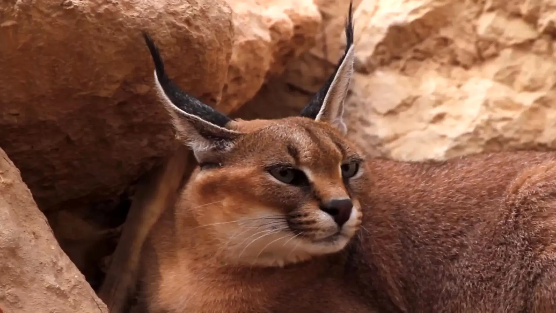 لحظه مشاهده یک قلاده کاراکال در پارک ملی توران + فیلم