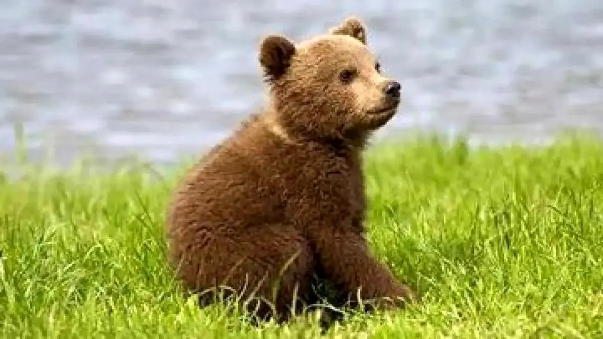 لحظه نجات توله خرس قهوه‌ای سه‌ساله در نور + فیلم