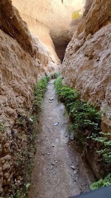 ماجرای فوت قناتی که سرو ۴۰۰۰ ساله ابرکوه را آبیاری می‌کرد