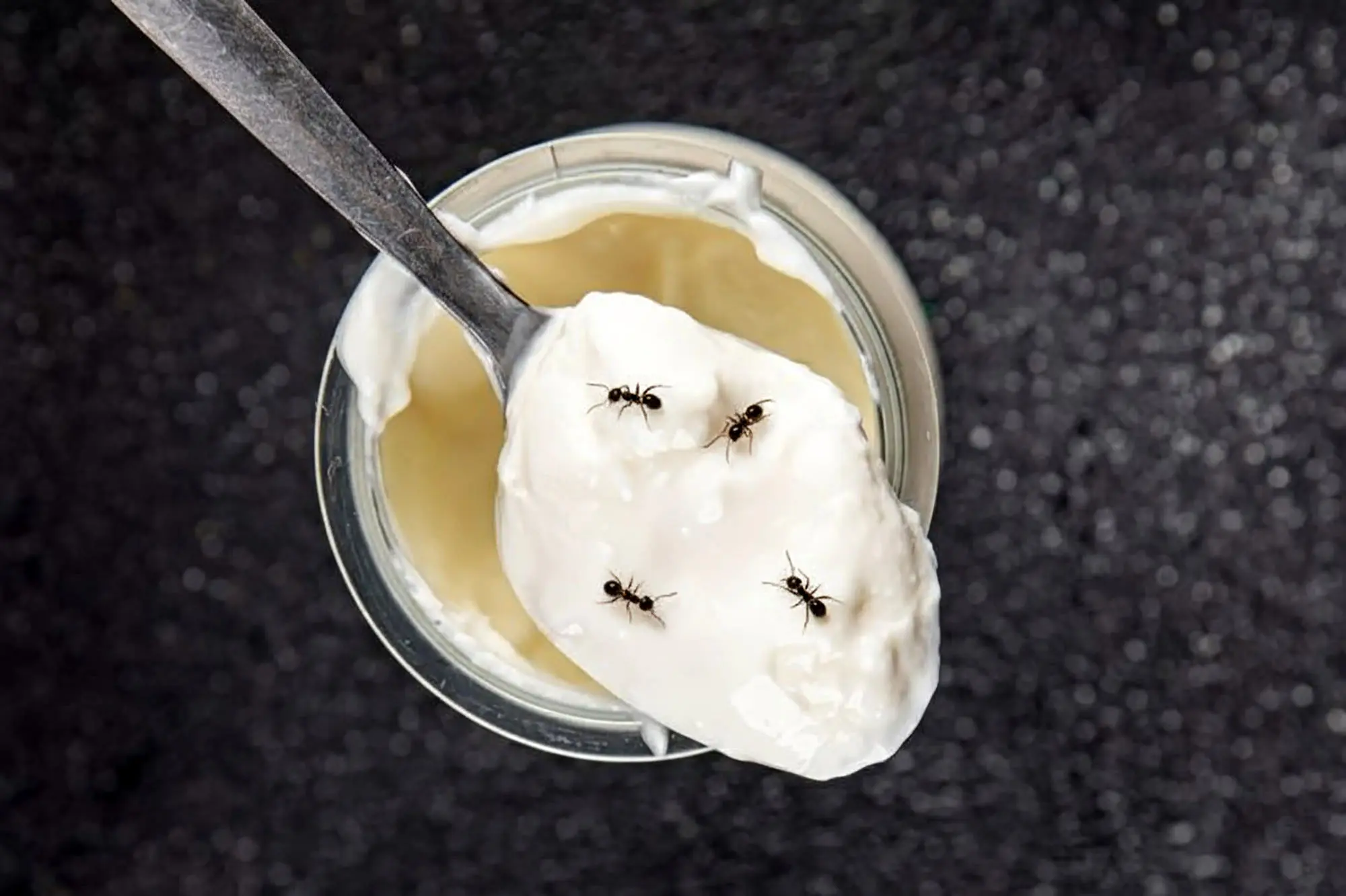 ماست مورچه‌ای؛ بازگشت یک سنت فراموش‌شده به دنیای علم و آشپزی