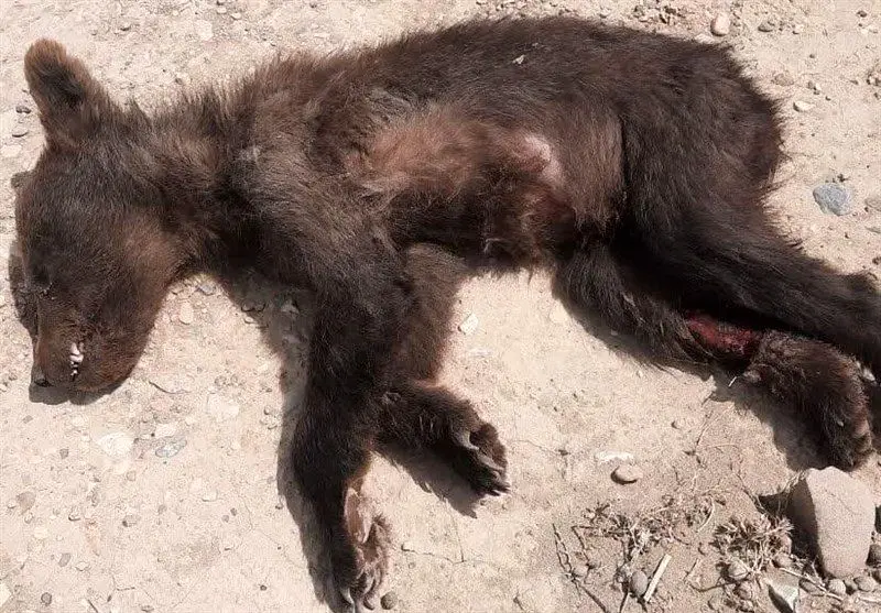 مرگ تلخ خرس قهوه‌ای بر اثر برخورد با کمباین