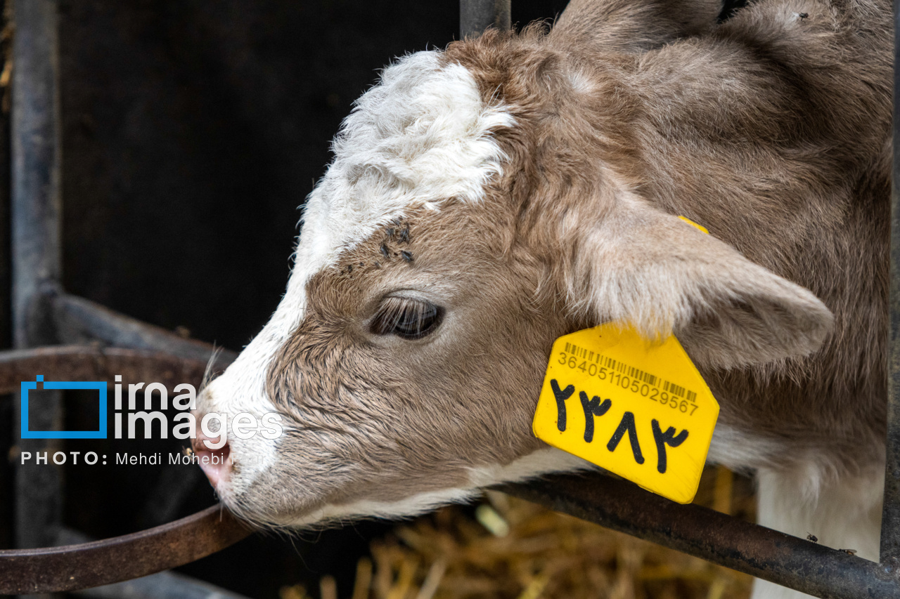 مواد ژنتیکی دامی برای ۲ سال آینده ذخیره سازی شد