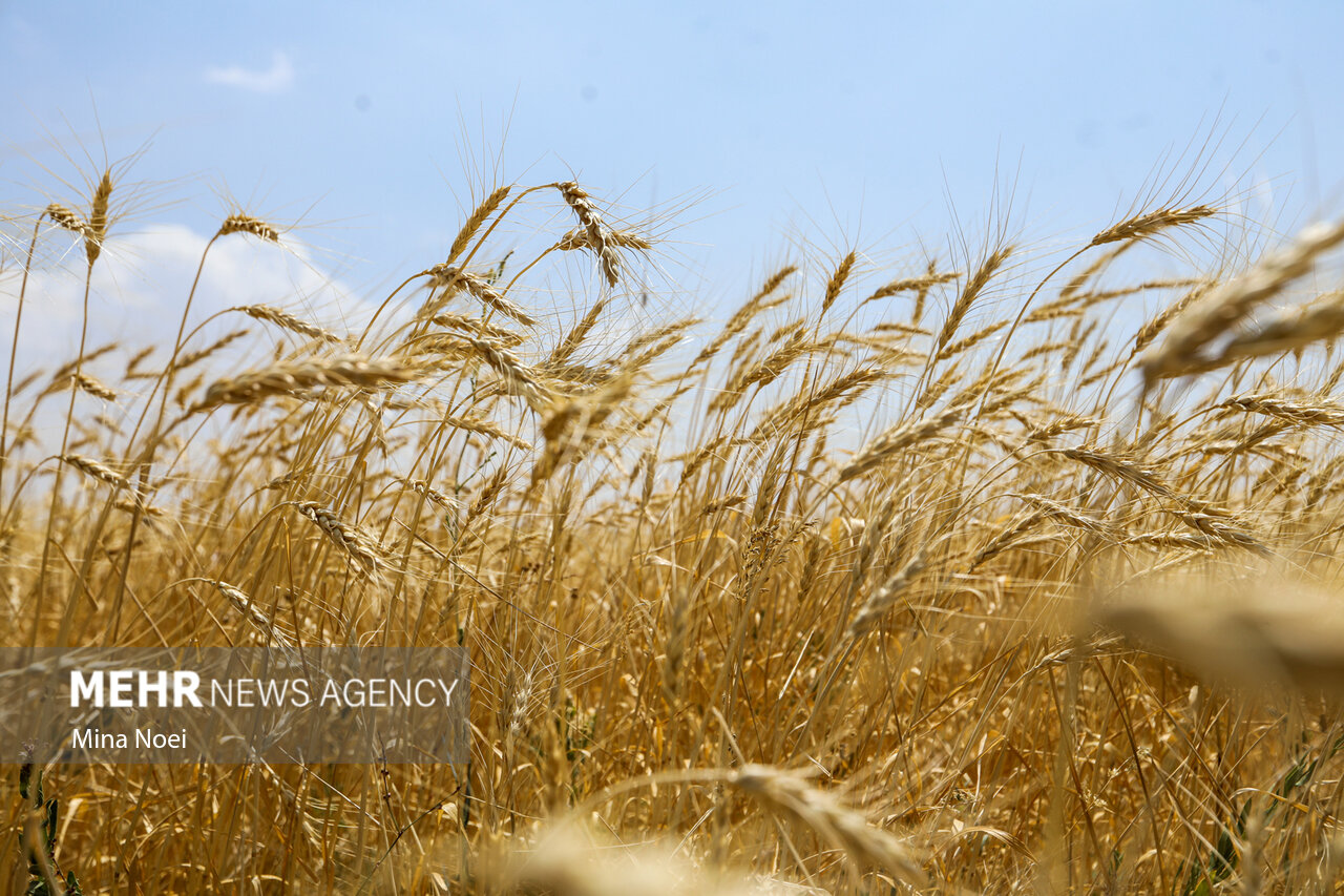 نوروزی: ۹۵ درصد مطالبات گندم‌کاران پرداخت شد