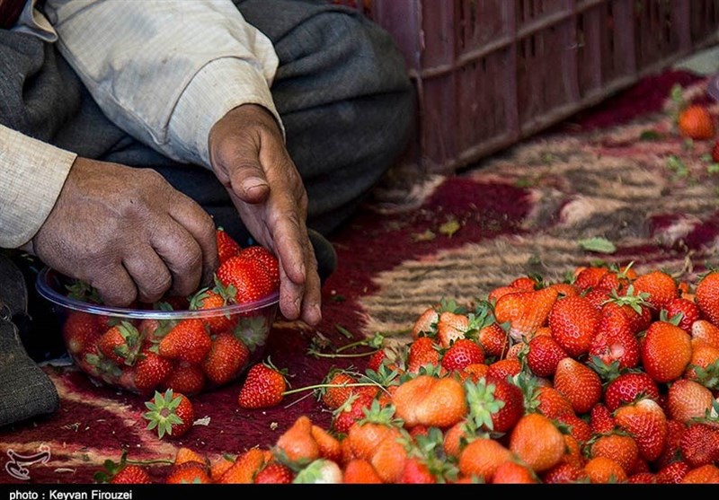 هسته‌ای در کشاورزی ــ 43 | بهبود طعم توت‌فرنگی با پرتودهی – تسنیم