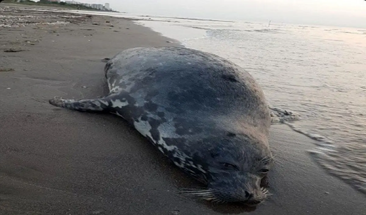 هشدار رسمی: به لاشه فوک‌های خزری دست نزنید