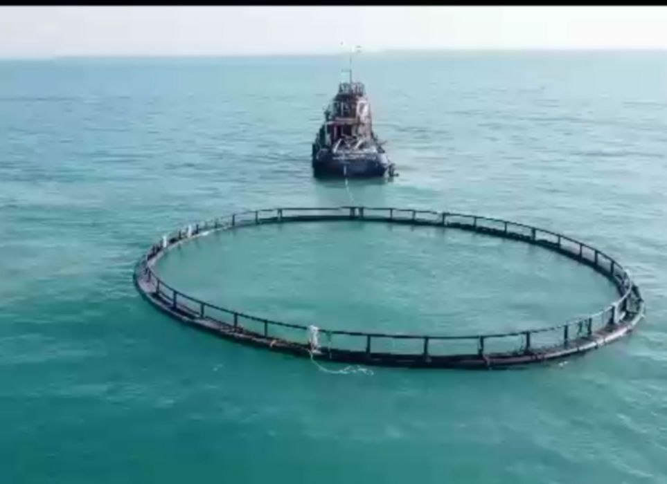 هشدار نسبت به کاهش ذخایر دریایی و لزوم احیای زیستگاه‌ها