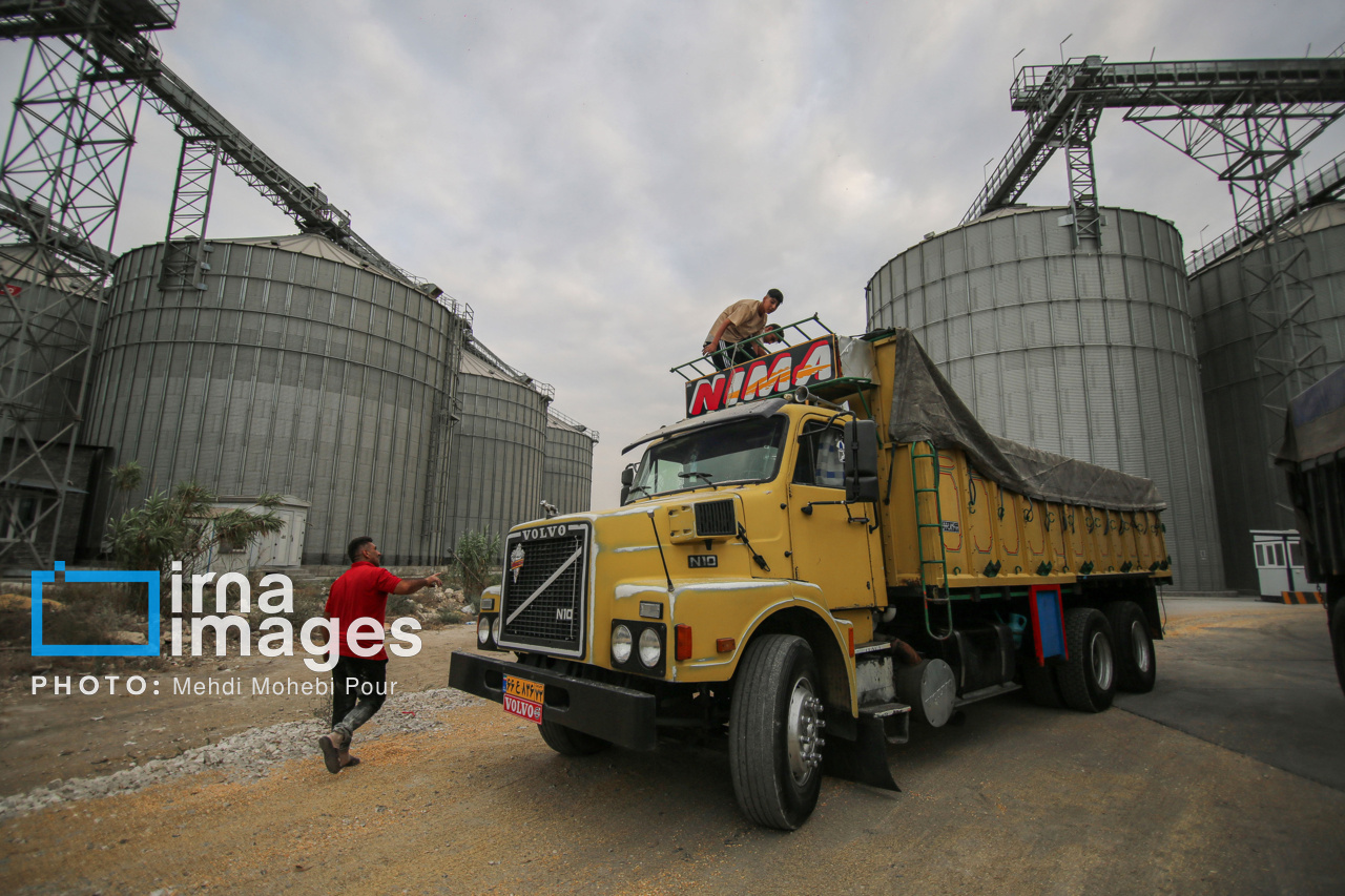 واردات حبوبات و گندم از اتحادیه اوراسیا با تعرفه صفر امکان‌پذیر شد