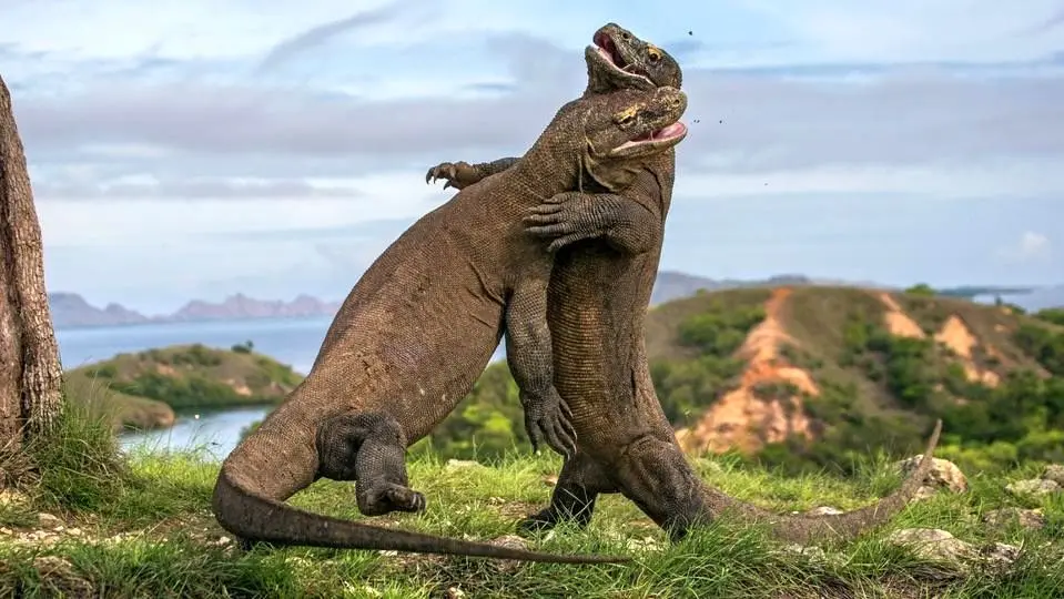 پارک ملی کومودو؛ سرزمین اژدها و شگفتی‌های زیستی+ تصاویر
