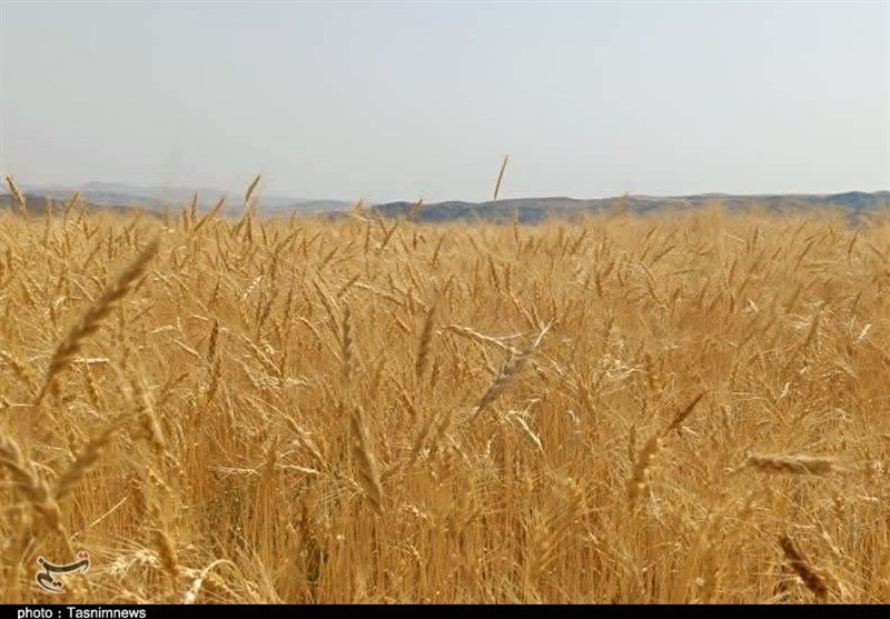 پرداخت 4 هزار 969 میلیارد تومان دیگر از مطالبات گندمکاران/ تسویه کامل تا 22 مهر – تسنیم