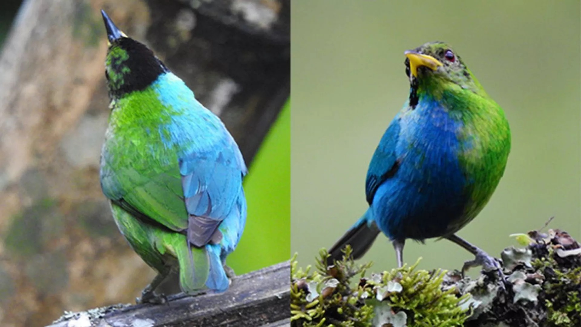 پرنده کمیاب سیالیای شرقی شگفت زده‌تان می کند+فیلم