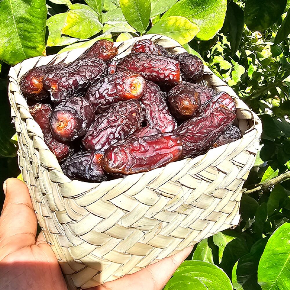 «پیارم»؛ طلای قهوه‌ای هرمزگان در صدر خرمای ایران