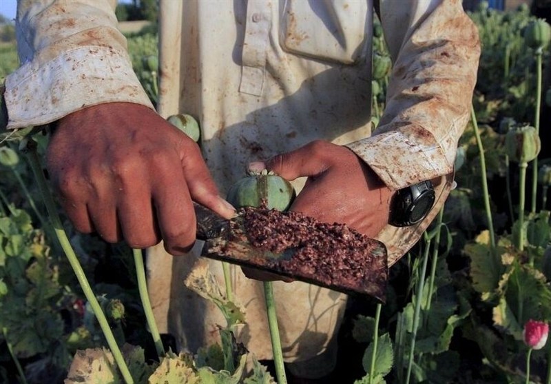 کاهش منابع خشخاش تهدیدی برای داروسازی ایران – تسنیم