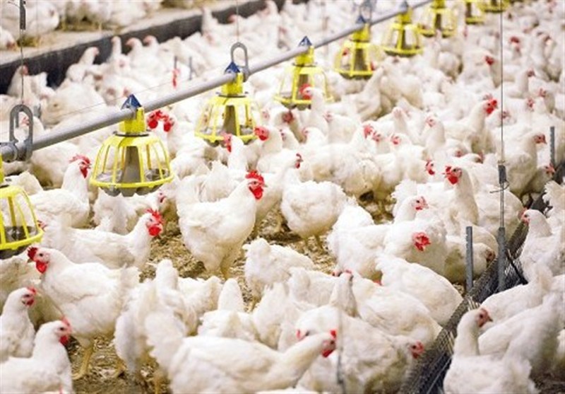 کشف انگل در مزارع مرغ گوشتی ایران – تسنیم