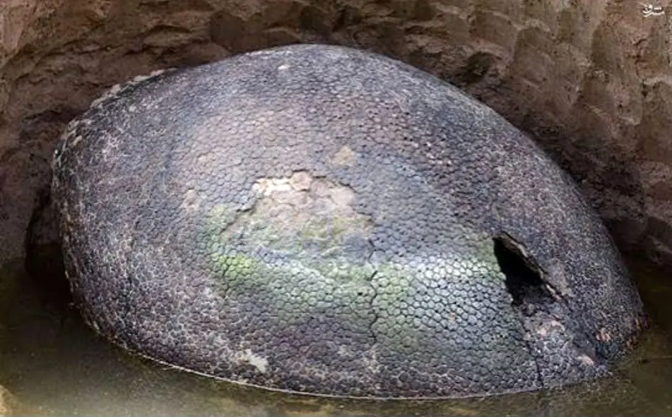 کشف تخم دایناسور ۷۰ ساله کاملا سالم/ویدیو