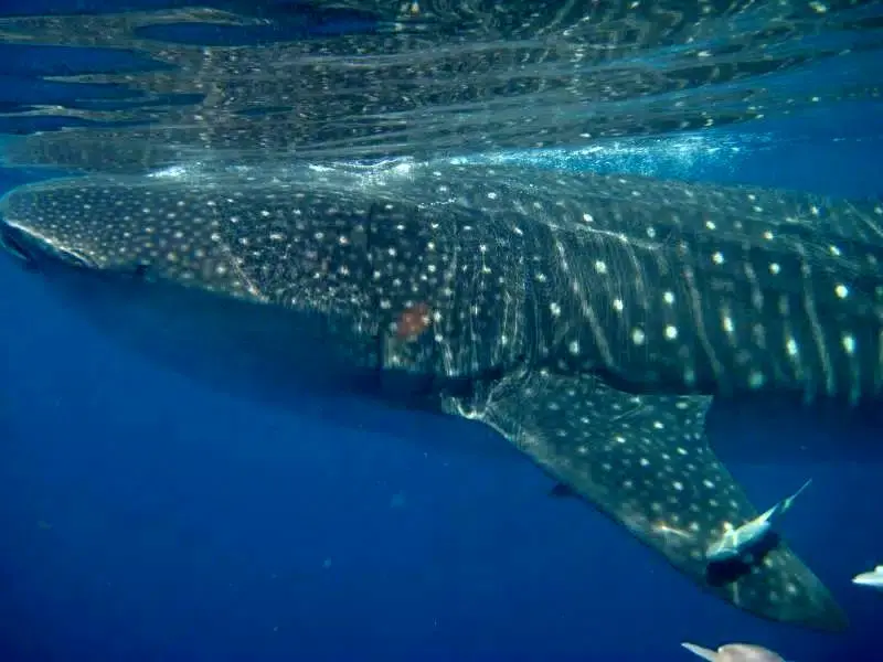 کشفی حیرت‌انگیز در اقیانوس آرام؛ بزرگ‌ترین ماهی جهان پیدا شد+تصویر