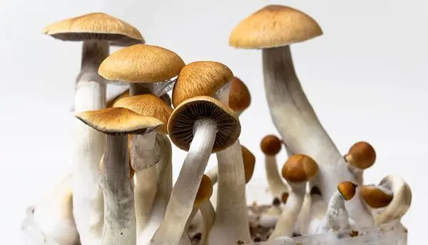 کشفی عجیب: قارچ‌هایی که هم درد را کم می‌کنند، هم افسردگی را