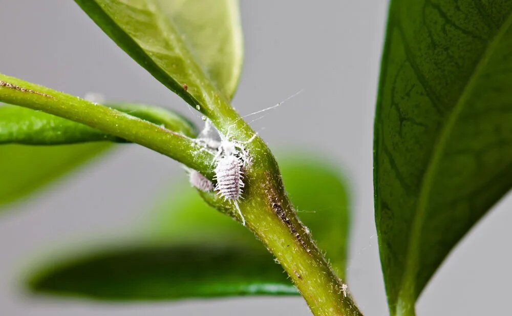 کم‌بارشی و احتمال افزایش آفات در محصولات کشاورزی