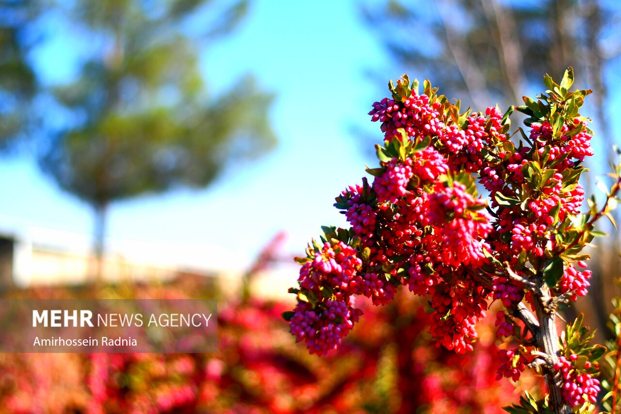 یاقوت سرخی که جهان را مجذوب کرد؛ دلالان همچنان در کمین بازار زرشک