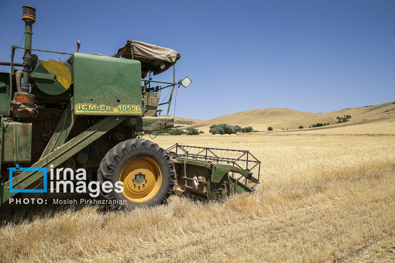 ۴ هزار و ۹۶۹ میلیارد تومان دیگر از مطالبات گندمکاران پرداخت شد
