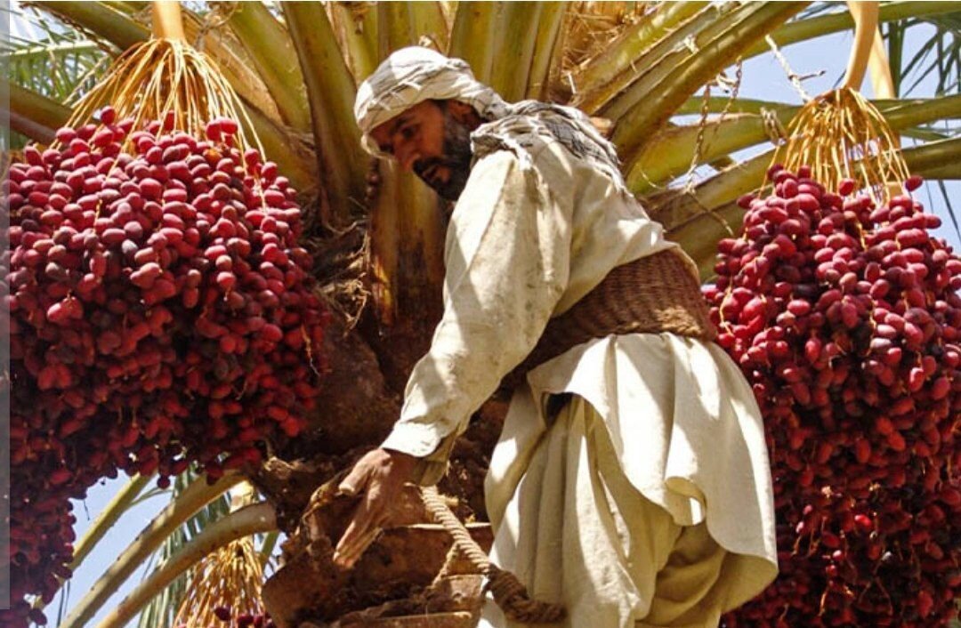 آیین هامین؛ سنتی ماندگار از همدلی نخلداران سیستان و بلوچستان آیین هامین؛ سنتی ماندگار از همدلی نخلداران سیستان و بلوچستان