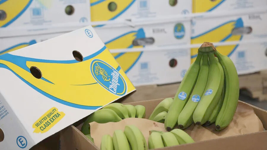 اختلال در سامانه گمرکی، ۱۰۰۰ تن موز را در معرض فساد قرار داد اختلال در سامانه گمرکی، ۱۰۰۰ تن موز را در معرض فساد قرار داد