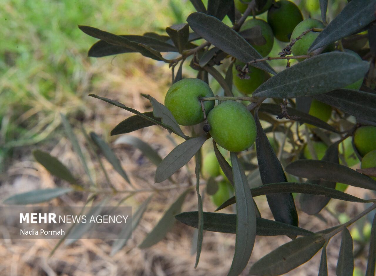 امسال برای تولید ۱۰۰ هزار تن زیتون هدف‌گذاری شده است