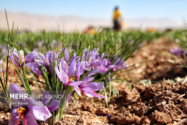 ایران و فائو در تقویت ارزش زنجیره زعفران وارد همکاری شدند ایران و فائو در تقویت ارزش زنجیره زعفران وارد همکاری شدند