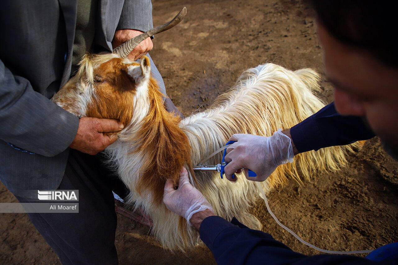 ایمن‌سازی دام سبک در مقابل بیماری تب برفکی در اولویت قرار گرفت